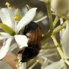 Phyllotocus navicularis (Nectar scarab) at Mount Ainslie - 4 Feb 2023 by Pirom