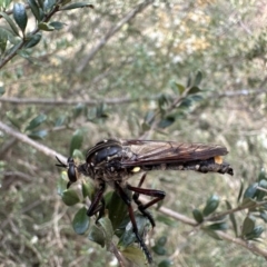 Chrysopogon muelleri (Robber fly) at Mount Ainslie - 4 Feb 2023 by Pirom