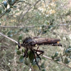 Chrysopogon muelleri (Robber fly) at Ainslie, ACT - 4 Feb 2023 by Pirom