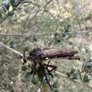 Chrysopogon muelleri at Mount Ainslie - 4 Feb 2023 05:35 PM