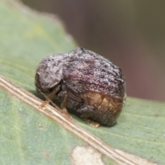Cadmus sp. (genus) (Unidentified Cadmus leaf beetle) at Higgins, ACT - 2 Feb 2023 by AlisonMilton