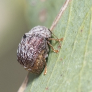 Cadmus sp. (genus) at Higgins, ACT - 3 Feb 2023