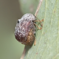 Cadmus sp. (genus) at Higgins, ACT - 3 Feb 2023