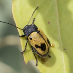 Cadmus (Cadmus) litigiosus (Leaf beetle) at Higgins, ACT - 2 Feb 2023 by AlisonMilton