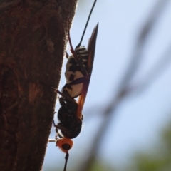 Chaoilta sp. (genus) (Parasitic wasp) at Murrumbateman, NSW - 4 Feb 2023 by SimoneC