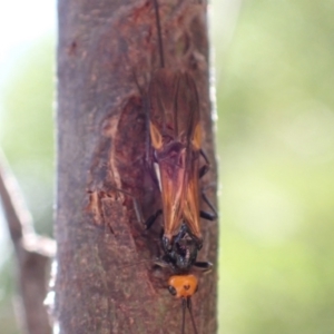 Chaoilta sp. (genus) at Murrumbateman, NSW - 4 Feb 2023