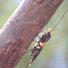 Chaoilta sp. (genus) at Murrumbateman, NSW - 4 Feb 2023