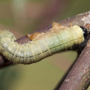 Pseudoperga sp. (genus) at Higgins, ACT - 3 Feb 2023