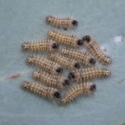 Uraba lugens (Gumleaf Skeletonizer) at Higgins, ACT - 2 Feb 2023 by AlisonMilton