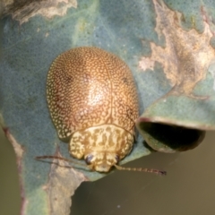 Paropsis atomaria (Eucalyptus leaf beetle) at Higgins, ACT - 2 Feb 2023 by AlisonMilton