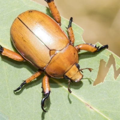 Anoplognathus montanus (Montane Christmas beetle) at Higgins, ACT - 2 Feb 2023 by AlisonMilton