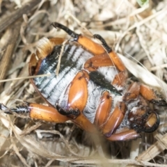 Anoplognathus montanus at Higgins, ACT - 3 Feb 2023