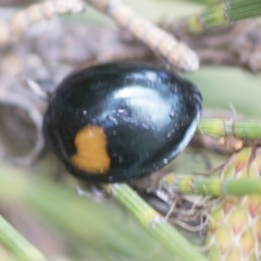 Orcus bilunulatus (Ladybird beetle) at Higgins, ACT - 4 Feb 2023 by AlisonMilton