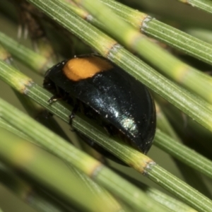 Orcus bilunulatus at Higgins, ACT - 4 Feb 2023 06:39 AM