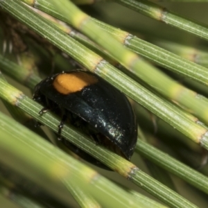 Orcus bilunulatus at Higgins, ACT - 4 Feb 2023 06:39 AM