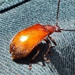 Ecnolagria grandis (Honeybrown beetle) at Wambrook, NSW - 3 Feb 2023 by Mike
