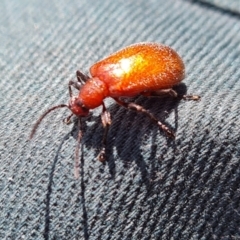 Ecnolagria grandis at Wambrook, NSW - 3 Feb 2023 12:56 PM