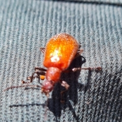 Ecnolagria grandis at Wambrook, NSW - 3 Feb 2023