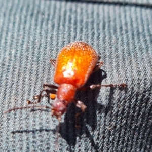 Ecnolagria grandis at Wambrook, NSW - 3 Feb 2023 12:56 PM