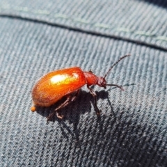 Ecnolagria grandis at Wambrook, NSW - 3 Feb 2023