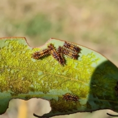 Doratifera quadriguttata (Four-spotted Cup Moth) at Wambrook, NSW - 4 Feb 2023 by Mike