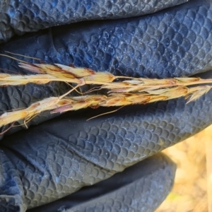 Sorghum leiocladum at Wambrook, NSW - 1 Feb 2023