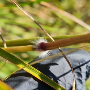 Sorghum leiocladum at Wambrook, NSW - 1 Feb 2023