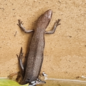 Pseudemoia entrecasteauxii at Wambrook, NSW - 31 Jan 2023