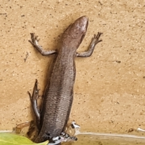 Pseudemoia entrecasteauxii at suppressed - 31 Jan 2023