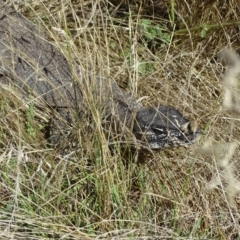 Varanus rosenbergi (Heath or Rosenberg's Monitor) at Wambrook, NSW - 1 Feb 2023 by Mike