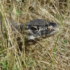 Varanus rosenbergi at Wambrook, NSW - 1 Feb 2023