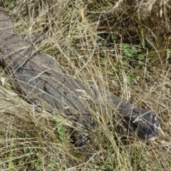 Varanus rosenbergi at Wambrook, NSW - 1 Feb 2023