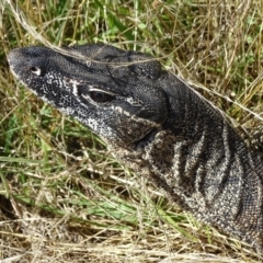 Varanus rosenbergi at Wambrook, NSW - 1 Feb 2023