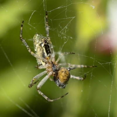 Plebs bradleyi (Enamelled spider) at Higgins, ACT - 14 Dec 2022 by AlisonMilton