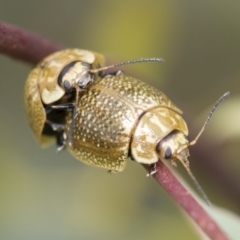 Paropsisterna cloelia (Eucalyptus variegated beetle) at Hawker, ACT - 27 Nov 2022 by AlisonMilton