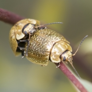 Paropsisterna cloelia at Hawker, ACT - 27 Nov 2022