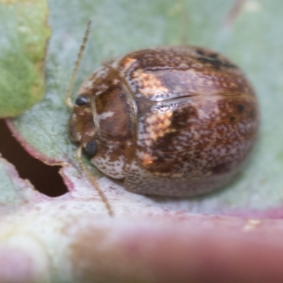 Paropsisterna decolorata (A Eucalyptus leaf beetle) at Hawker, ACT - 27 Nov 2022 by AlisonMilton