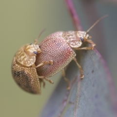 Paropsis atomaria at Hawker, ACT - 27 Nov 2022