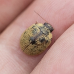 Trachymela sp. (genus) (Brown button beetle) at Hawker, ACT - 27 Nov 2022 by AlisonMilton