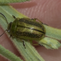 Calomela vittata (Acacia leaf beetle) at Hawker, ACT - 27 Nov 2022 by AlisonMilton