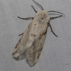 Spilosoma canescens (Dark-spotted Tiger Moth) at Higgins, ACT - 26 Nov 2022 by AlisonMilton