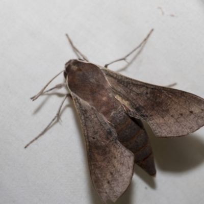 Hippotion scrofa (Coprosma Hawk Moth) at Higgins, ACT - 27 Nov 2022 by AlisonMilton