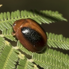 Dicranosterna immaculata (Acacia leaf beetle) at Higgins, ACT - 3 Feb 2023 by AlisonMilton