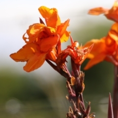 Canna indica (Canna Lily) at Pialligo, ACT - 4 Feb 2023 by RodDeb