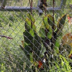 Canna indica at Pialligo, ACT - 4 Feb 2023