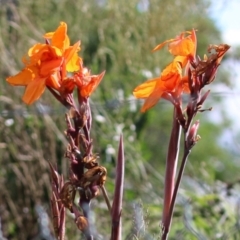 Canna indica at Pialligo, ACT - 4 Feb 2023