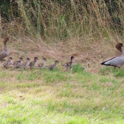 Chenonetta jubata (Australian Wood Duck) at Pialligo, ACT - 4 Feb 2023 by RodDeb