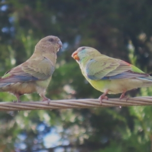 Psephotus haematonotus at Campbell, ACT - 4 Feb 2023