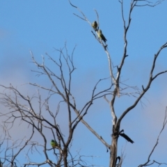 Psephotus haematonotus at Campbell, ACT - 4 Feb 2023 05:01 PM