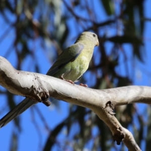 Psephotus haematonotus at Campbell, ACT - 4 Feb 2023